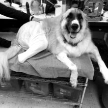 Long Island Orthotics & Prosthetics Dog Patient