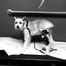 Long Island Orthotics & Prosthetics Dog Patient